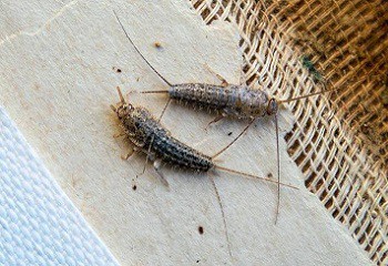  papiervisjes-kenmerken